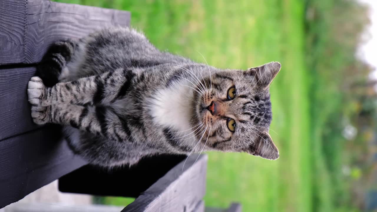 灰色美丽可爱的猫坐在户外绿色的草地背景。特写镜头。垂直慢动作。流浪宠物四处张望。帮助无家可归的动物的概念。环顾四周，看着镜头视频素材