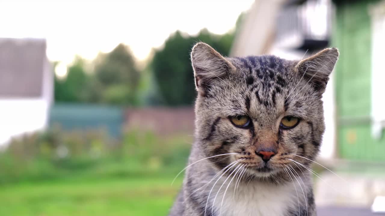 一只灰色虎斑猫坐在户外捕捉气味、打嗝和打嗝的特写照片。可怜的流浪宠物。流浪动物的概念。环顾四周，看着镜头。高品质4k画面视频素材