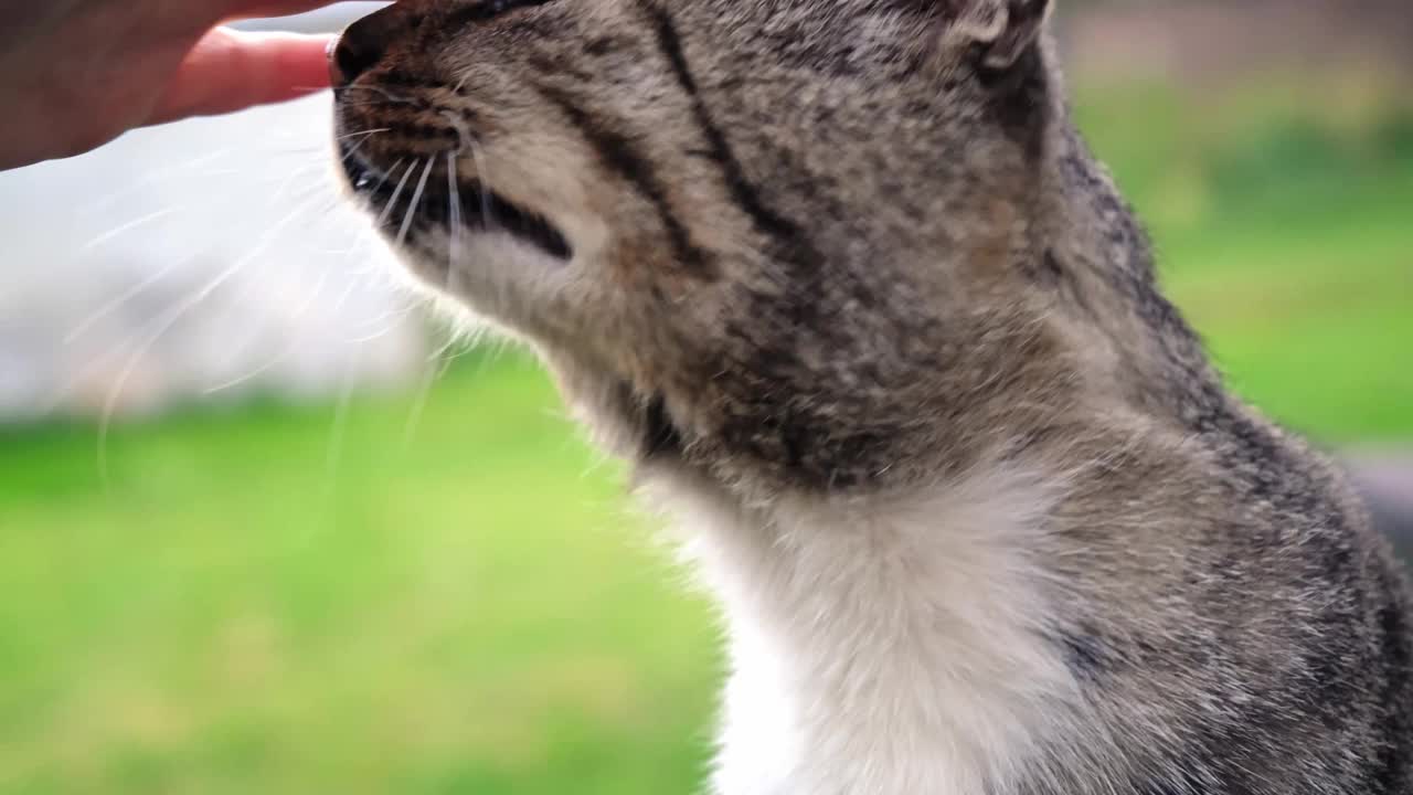 灰虎斑猫喜欢被抚摸头部。特写镜头。快乐的动物。善良，关心和爱我们的小兄弟的概念。高品质4k画面视频素材