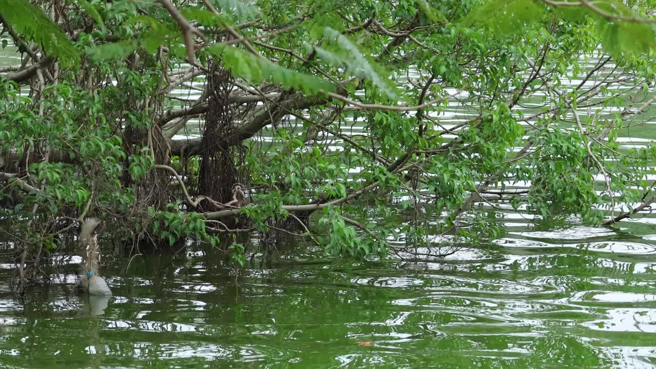 潺潺的河流和淹没的树木视频素材