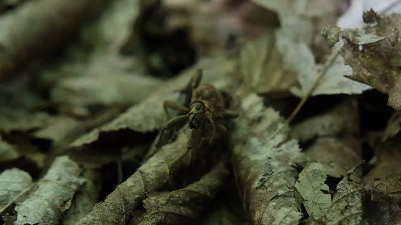 欧洲黑斑长角甲虫视频素材