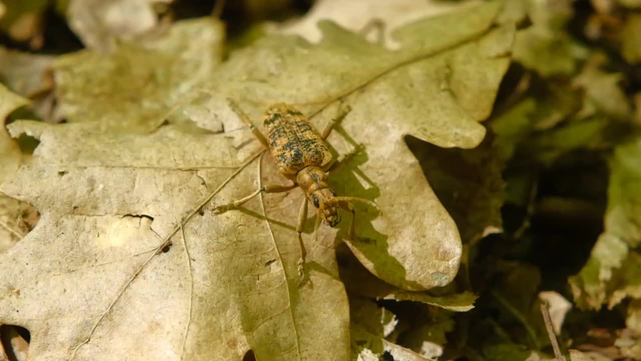 欧洲黑斑长角甲虫视频素材