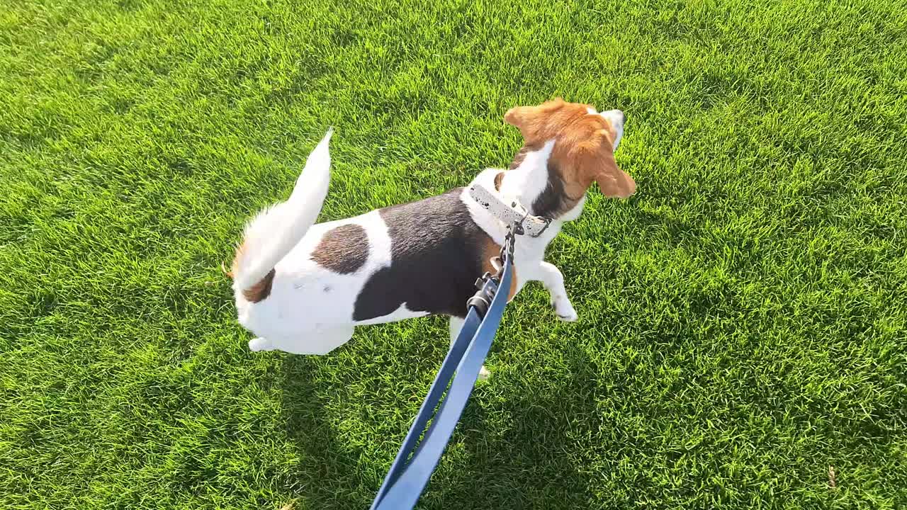 小猎犬在春天的绿色草坪上散步。狗和主人在散步。训练狗狗服从并牵着皮带走路的概念。视频素材