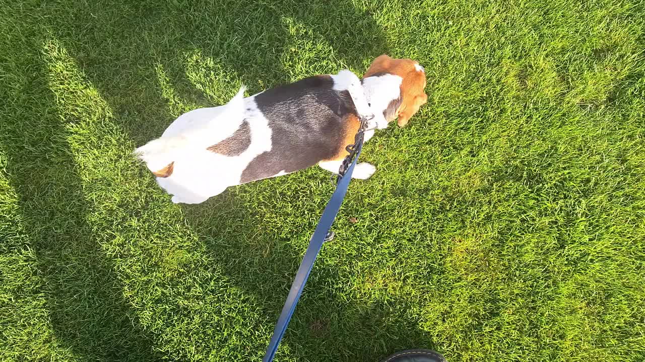 春天，一只小猎犬在绿色的草坪上漫步。狗和主人一起散步。训练狗服从，用皮带牵着走的概念。视频素材