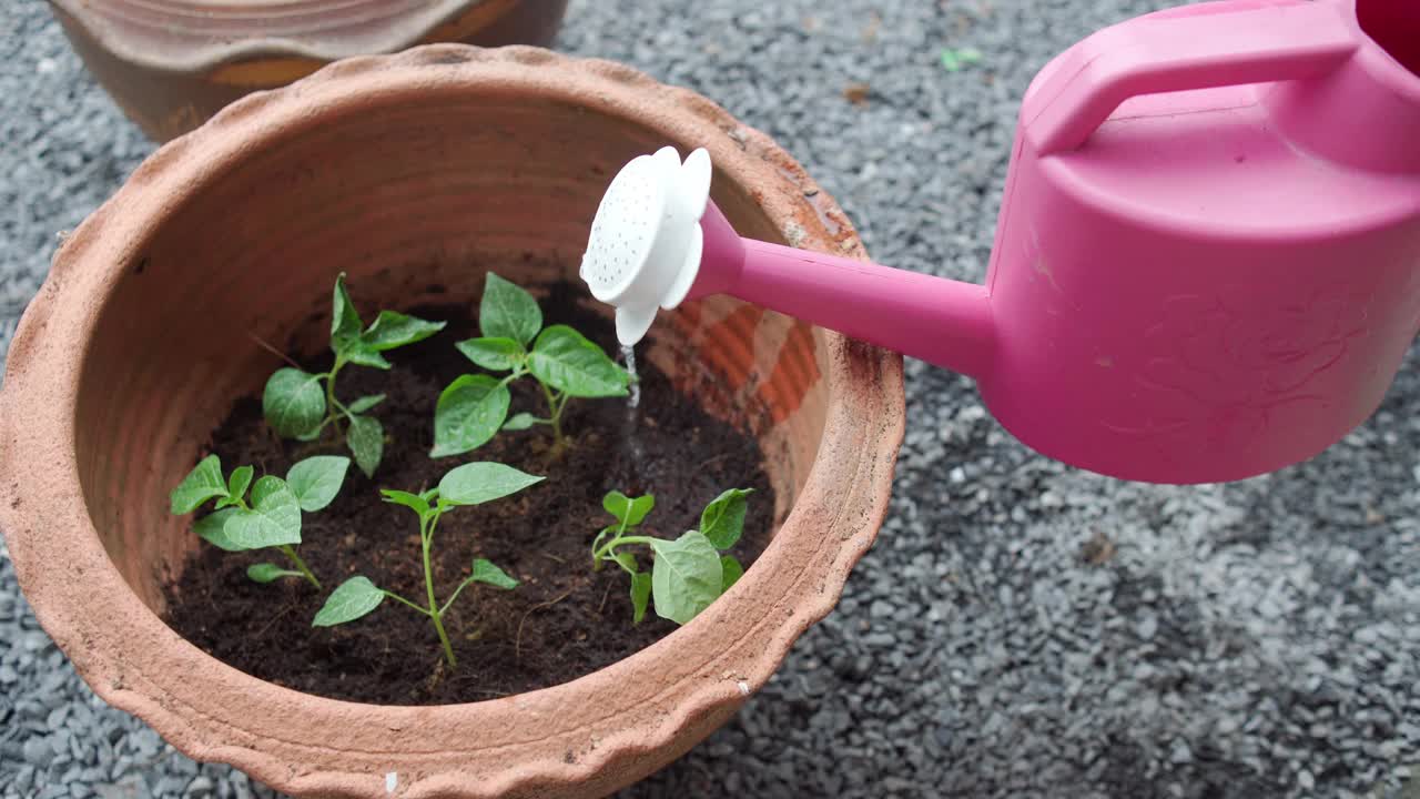 在陶土盆中浇水，家庭园艺和植物护理概念。视频素材