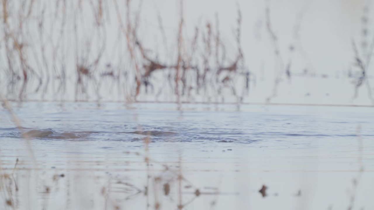 一对普通金眼(Bucephala clangula)鸭鸟，一雄一雌，在早春阳光明媚的早晨在水里游泳。视频素材