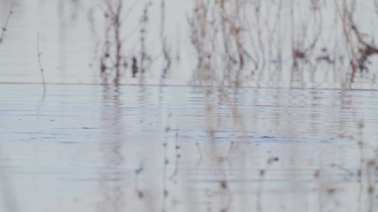 雄性金眼鸟(Bucephala clangula)在一个阳光明媚的春天早晨在湖中游泳。视频素材