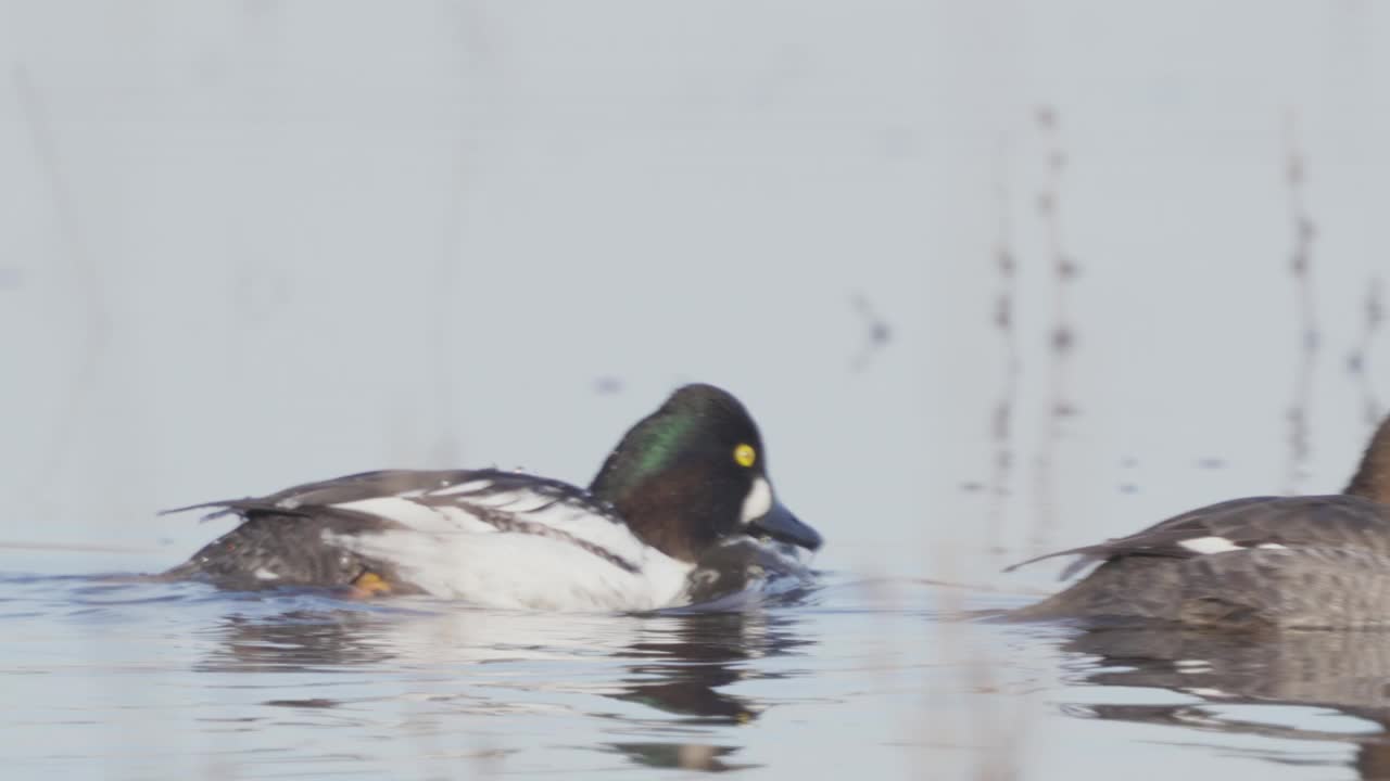 一对普通金眼(Bucephala clangula)鸭鸟，一雄一雌，在早春阳光明媚的早晨在水里游泳。视频素材