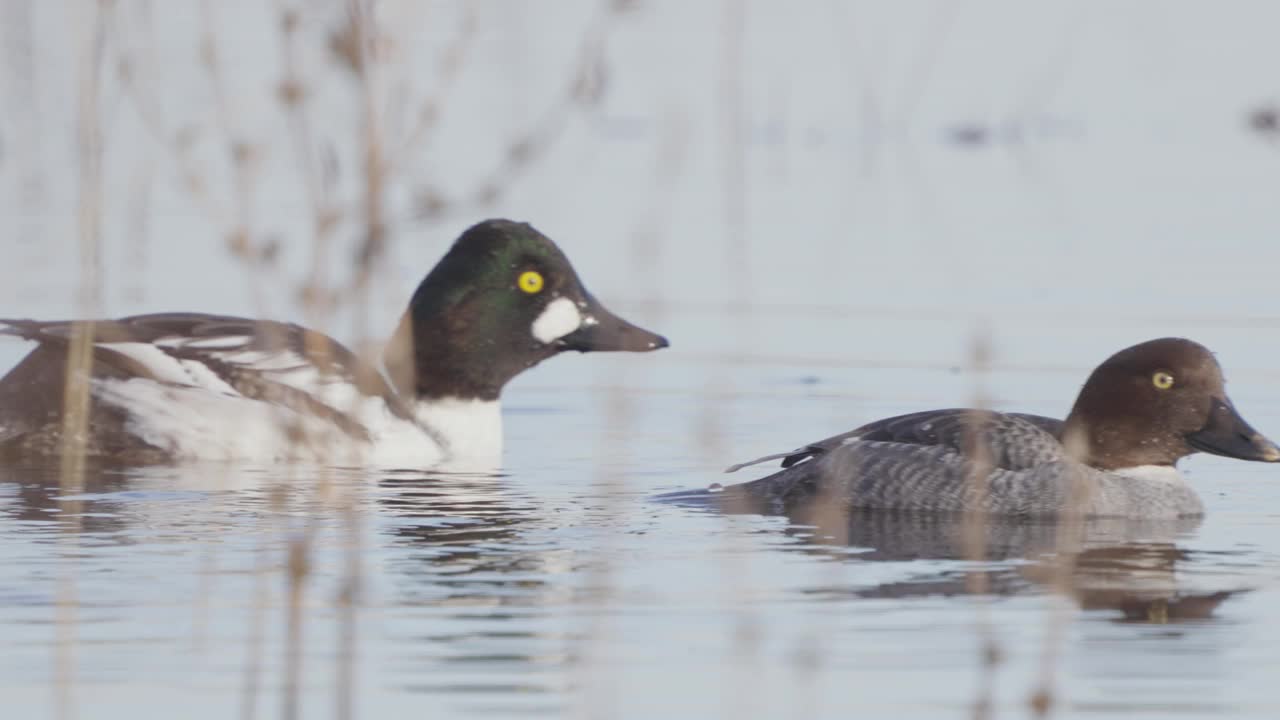 一对普通金眼(Bucephala clangula)鸭鸟，一雄一雌，在早春阳光明媚的早晨在水里游泳。视频素材