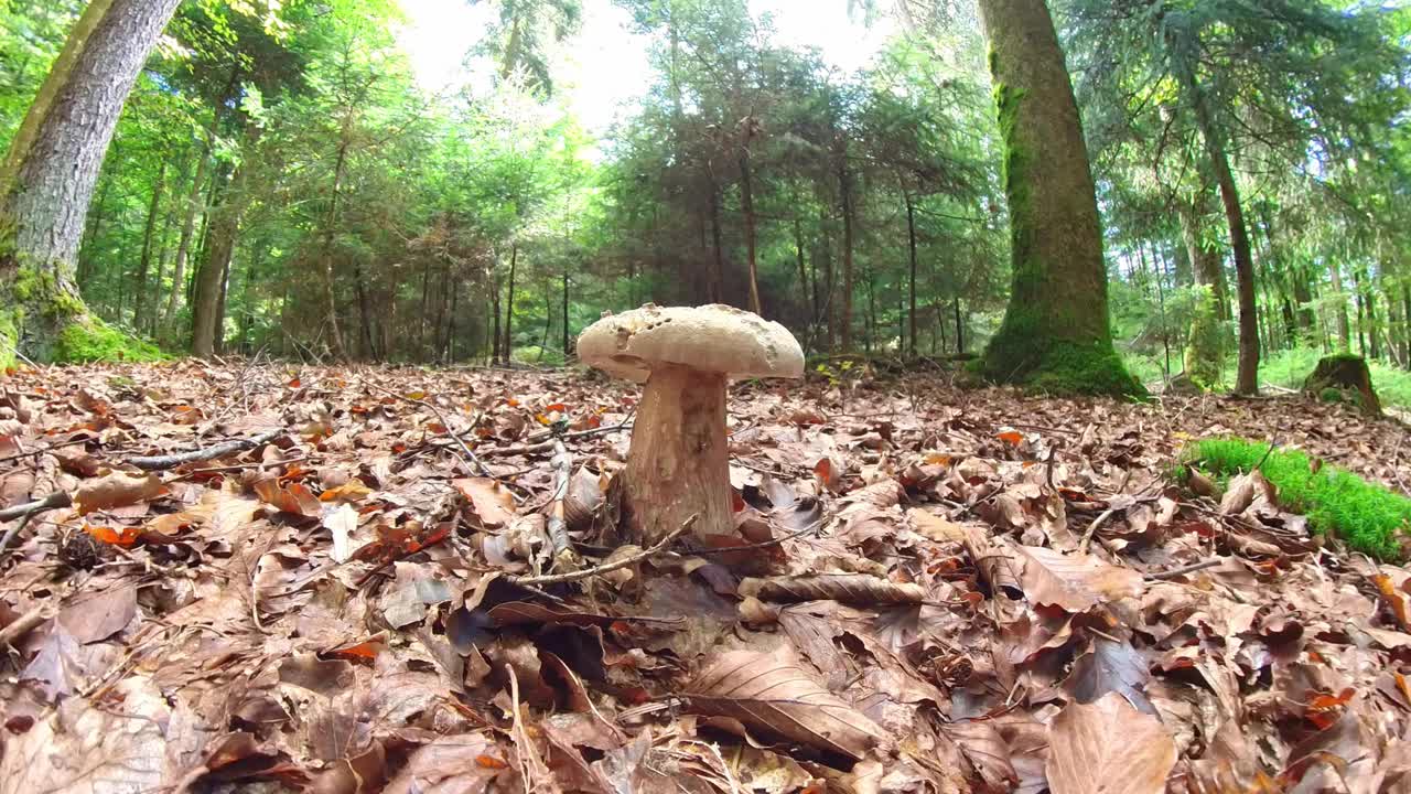 德国，森林里长满苔藓的地面上，一只蘑菇的特写镜头视频下载