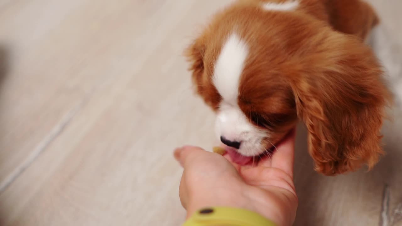 骑士查尔斯国王猎犬小狗从主人的手掌里吃东西。一名妇女喂她的宠物干粮，从主人手中看到视频素材