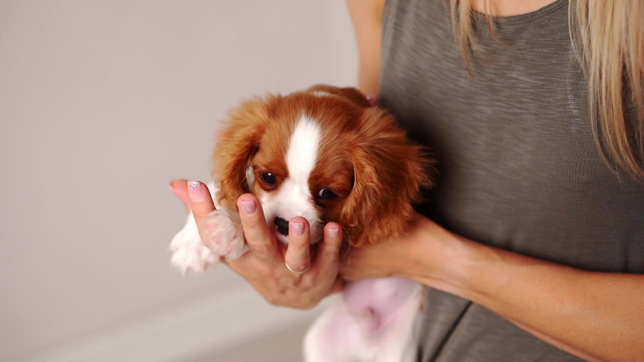 女人抱着可爱的骑士查尔斯国王猎犬小狗，小狗舔她的手，特写。爱和感情的表达视频素材