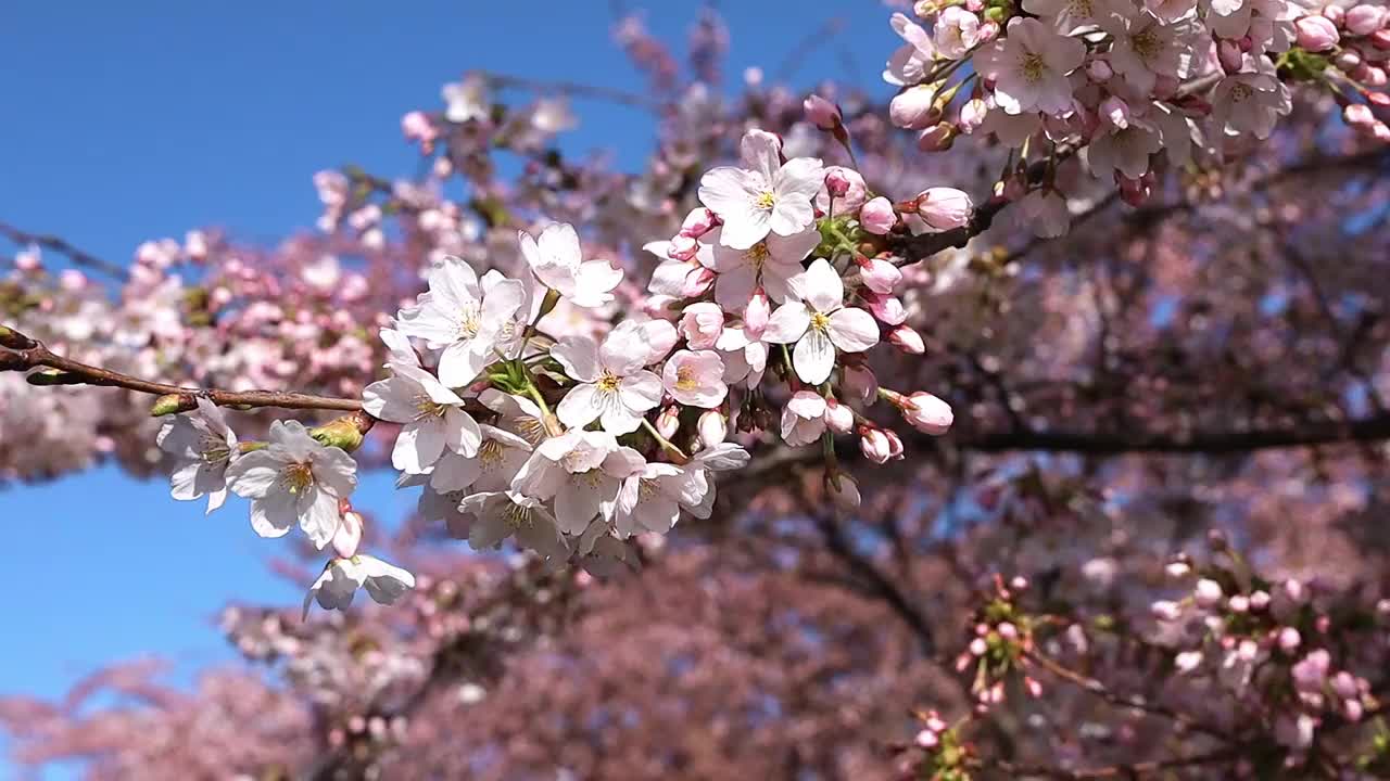 公园里的樱花视频素材