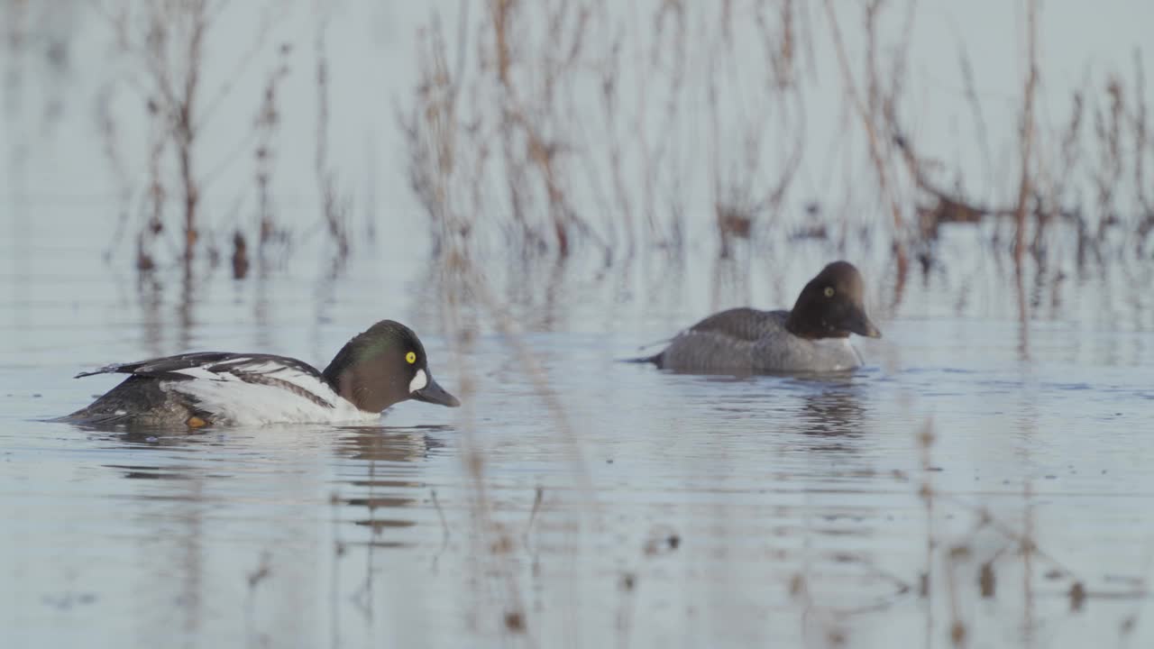 一对普通金眼(Bucephala clangula)鸭鸟，一雄一雌，在早春阳光明媚的早晨在水里游泳。视频素材