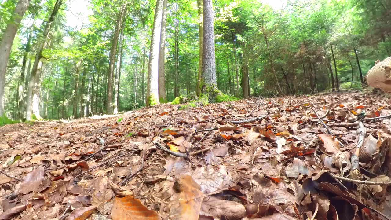 德国，森林里长满苔藓的地面上，一只蘑菇的特写镜头视频素材