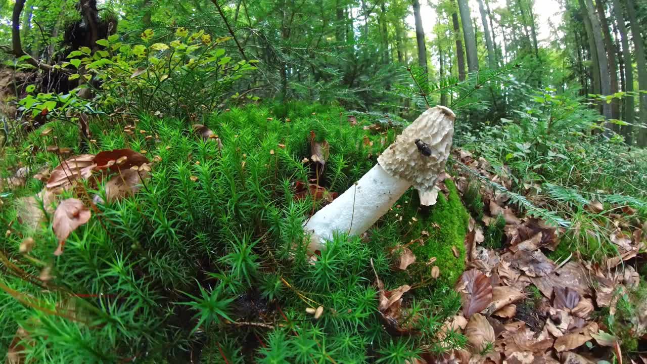 德国，森林里长满苔藓的地面上，一只蘑菇的特写镜头视频下载