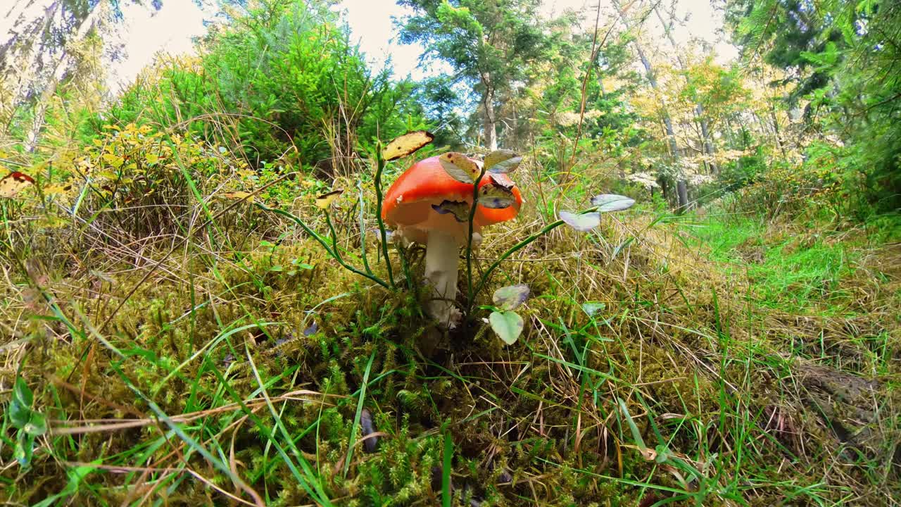 德国的森林里，秋天，一只飞木耳在被苔藓覆盖的森林地面上的特写镜头视频下载