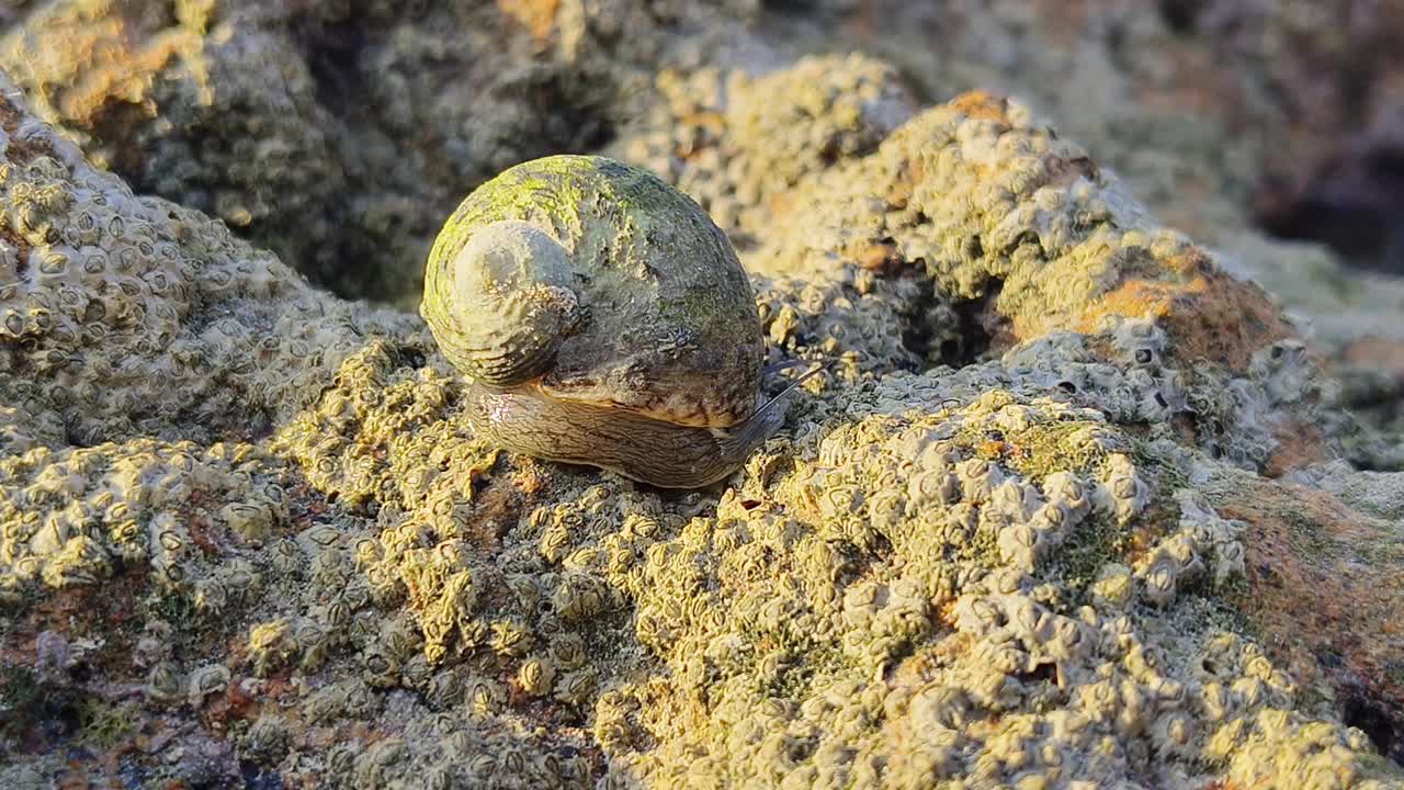 在海滩岩石上移动的海螺视频素材