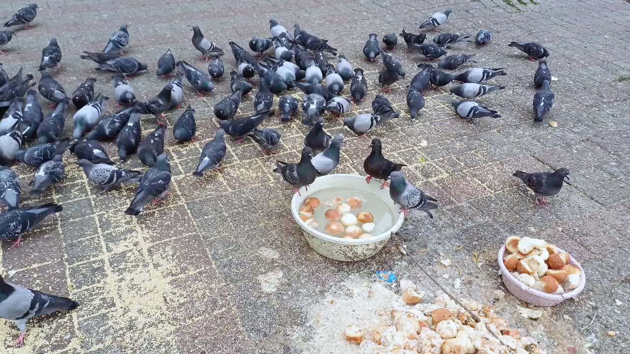 鸽子在街上吃面包视频素材