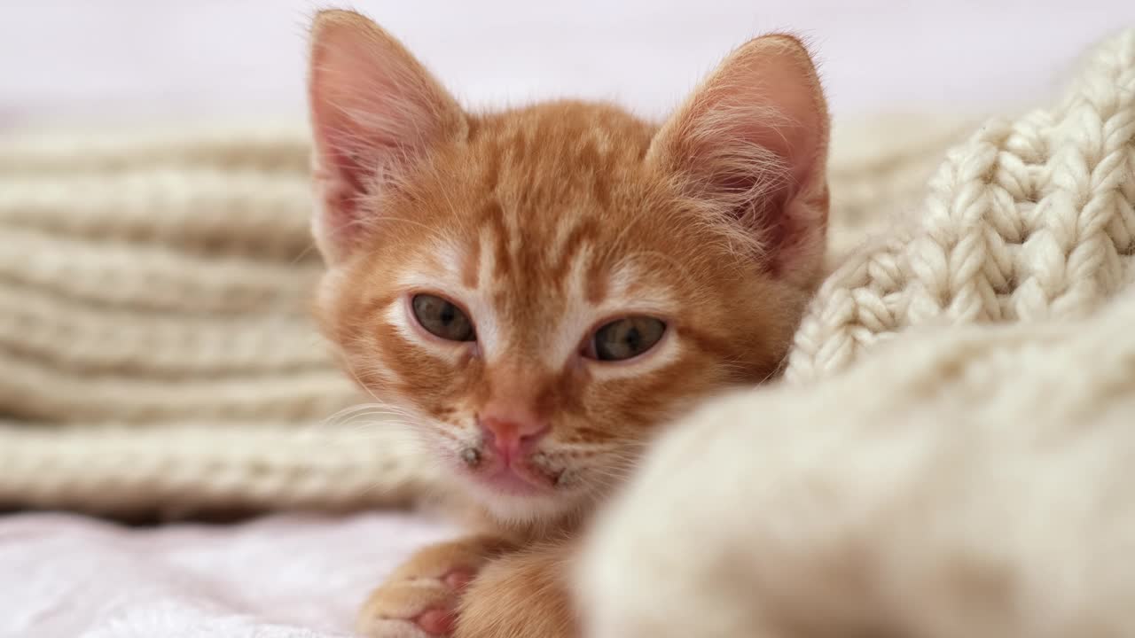 小猫躺在床上，披着舒适的米色大针织围巾。小宠物看着相机视频素材