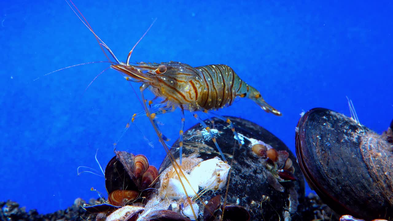 岩池虾(Palaemon elegans)，在贻贝中觅食的虾，黑海视频素材