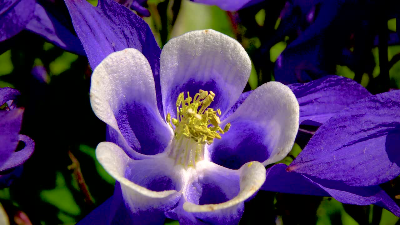 蜜蜂在紫色的花上采集花粉和花蜜视频素材