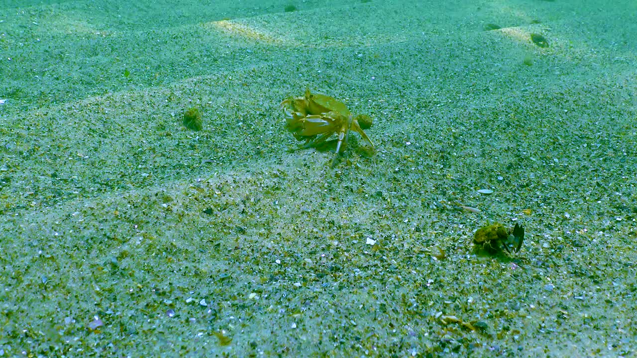 雄性和雌性游泳蟹(Macropipus holsatus)，沿着黑海的沙质底部奔跑视频素材