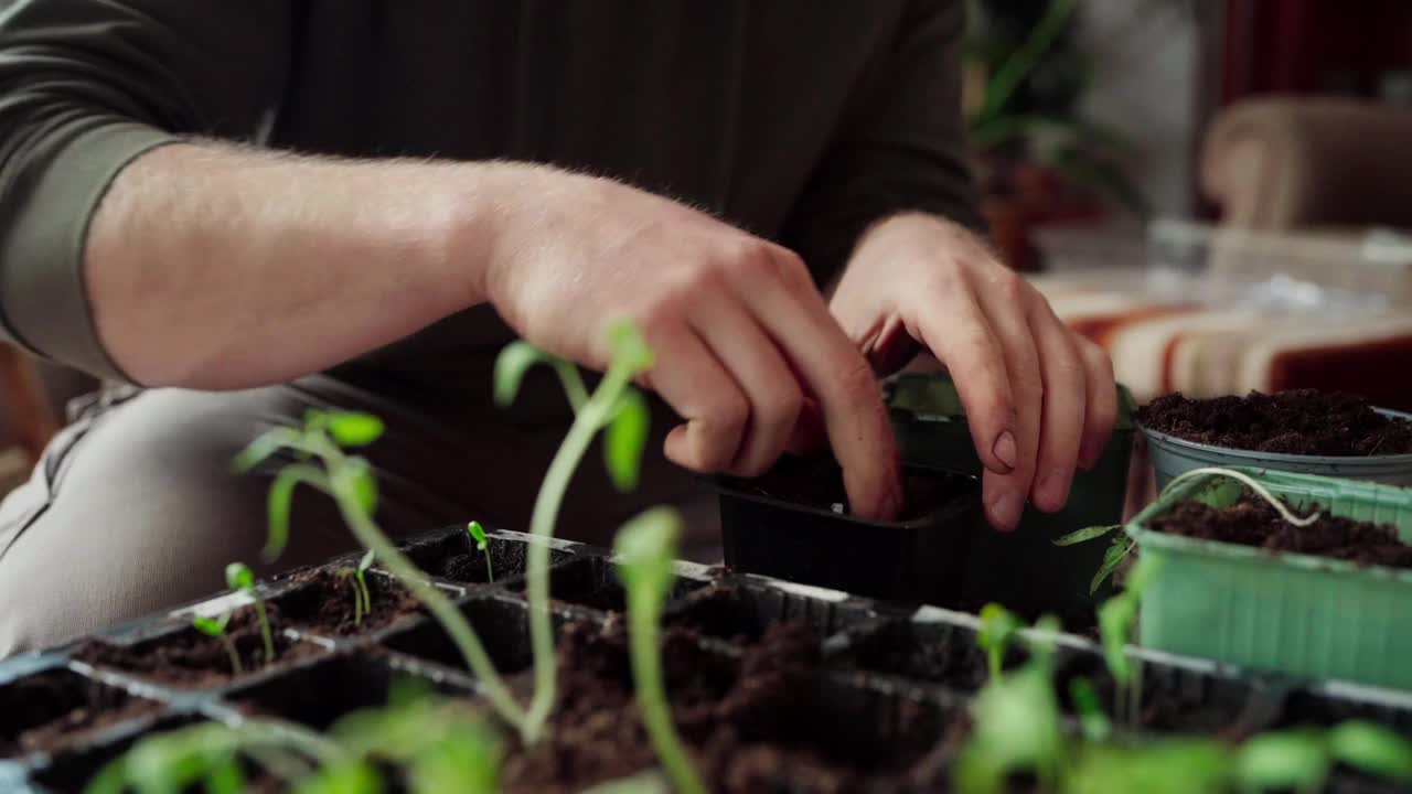 园丁的手在黑色塑料盆上移植秧苗-特写镜头视频素材