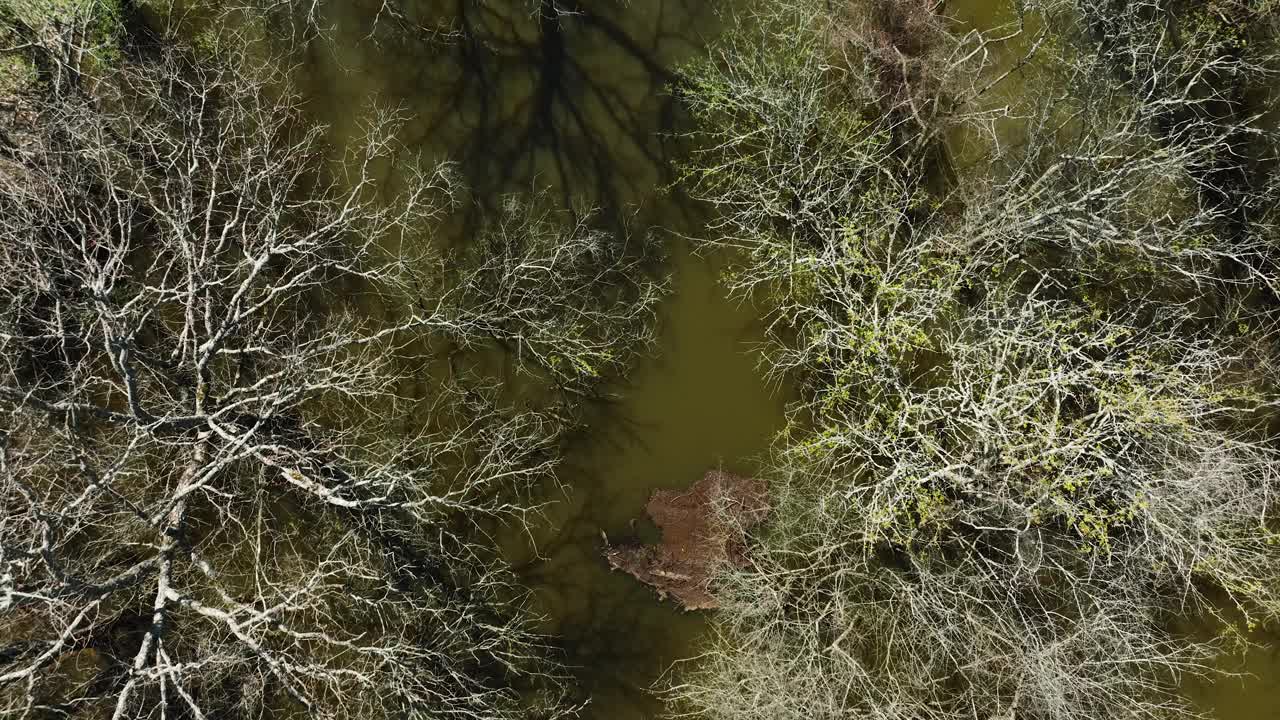 美国阿肯色州贝尔斯劳野生动物区的湿地和光秃秃的树木——空中俯瞰视频素材