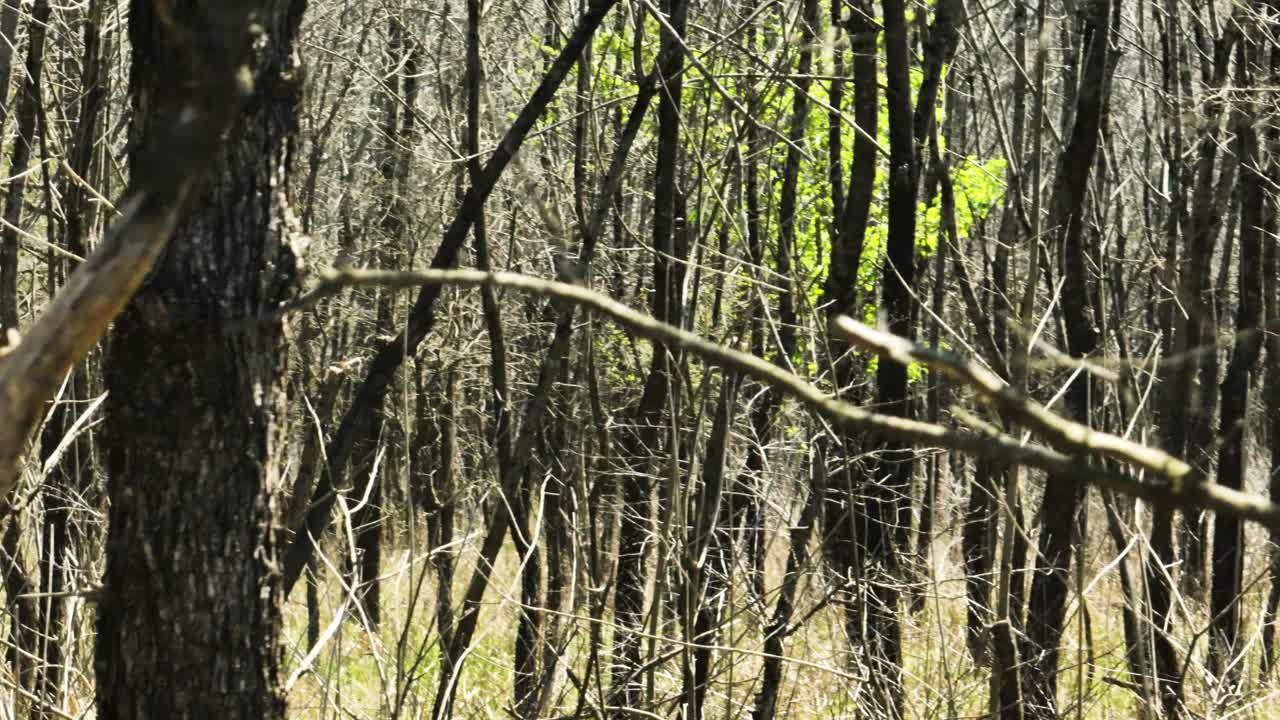 美国阿肯色州贝尔斯劳野生动物区森林中的干树——无人机拍摄视频素材