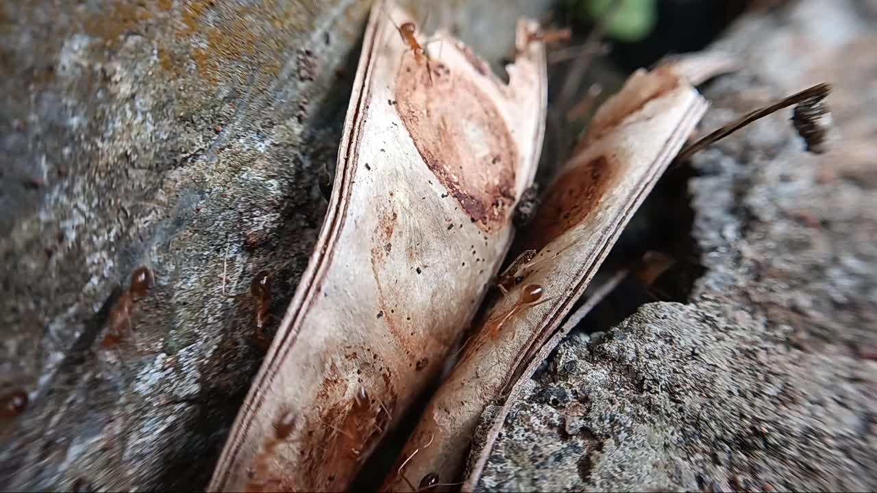 自然界中的工蚁视频素材