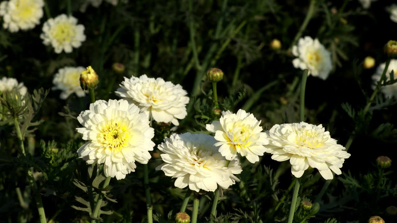 菊花，白色的花植物，在农业领域视频素材