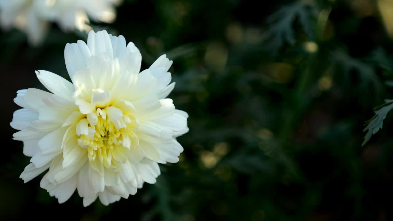 菊花白色花植物与侧拷贝空间视频素材