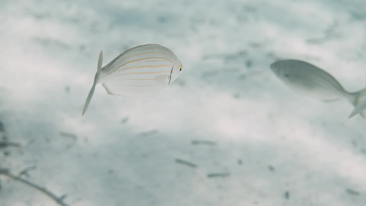 水下小鱼视频素材