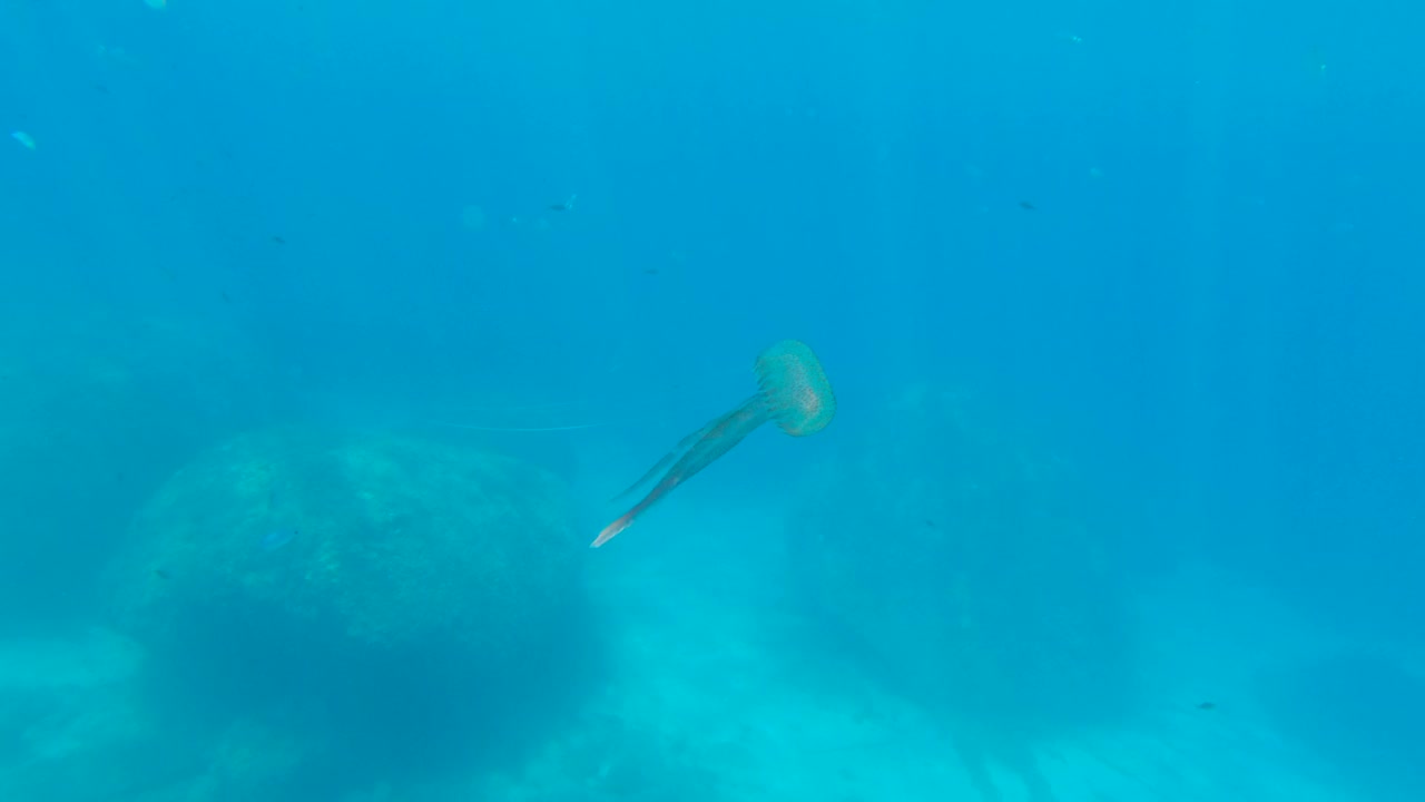 意大利撒丁岛清澈海水中的水母视频下载