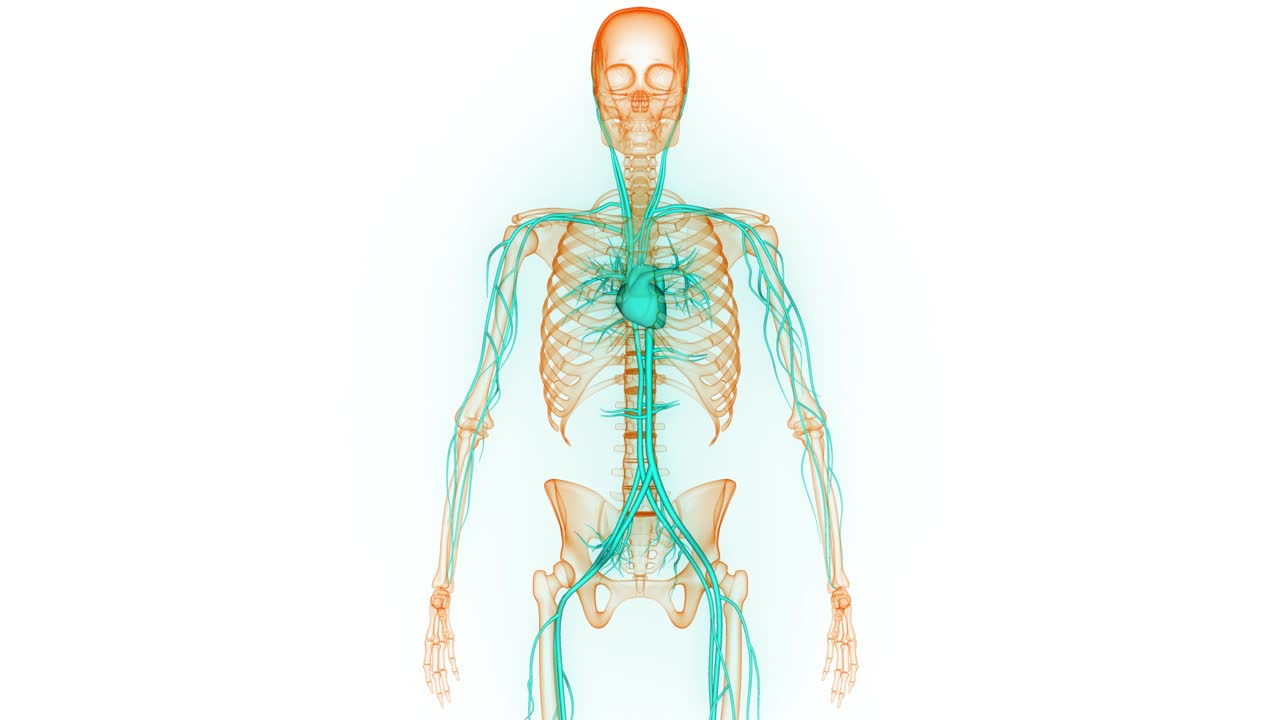 人体循环系统心脏解剖动画概念视频素材