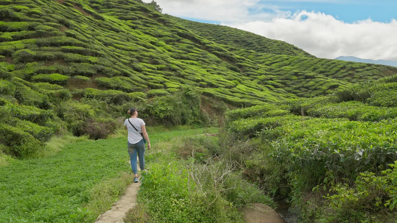 在马来西亚金马仑高地，一名女性徒步旅行者走在被绿茶和植物包围的茶园山谷里视频下载