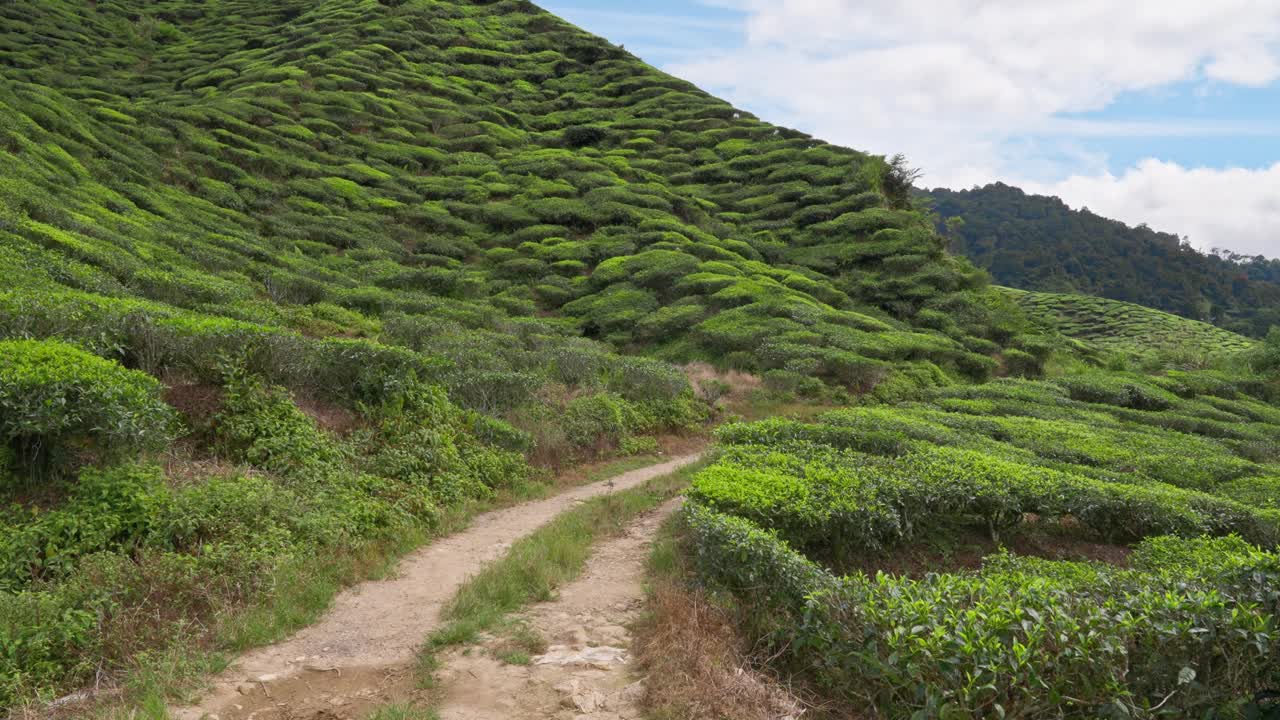 在马来西亚金马仑高原的茶园的山间小路上行走视频下载