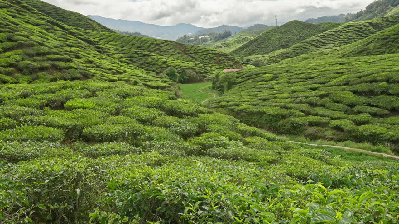 连绵起伏的丘陵和山谷，从一个美丽的绿茶种植园在马来西亚金马仑高原视频素材