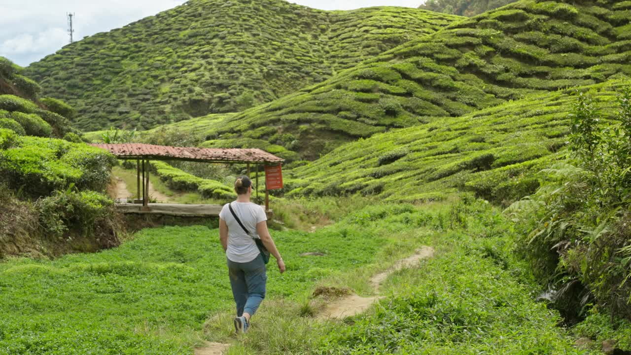 在马来西亚金马伦高地，一名徒步旅行者走在茶叶种植园的山谷里，周围是绿色的茶叶和植物视频下载