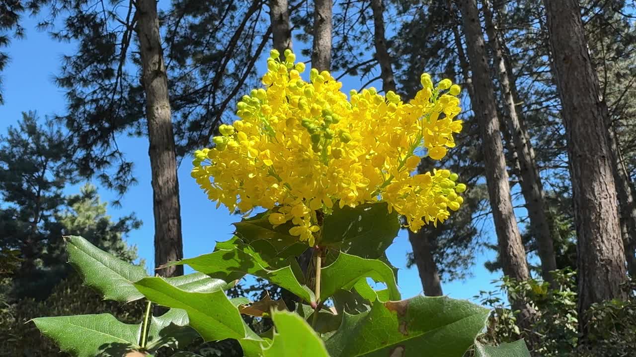 黄石公园里的俄勒冈葡萄Mahonia aquifolium植物。视频素材