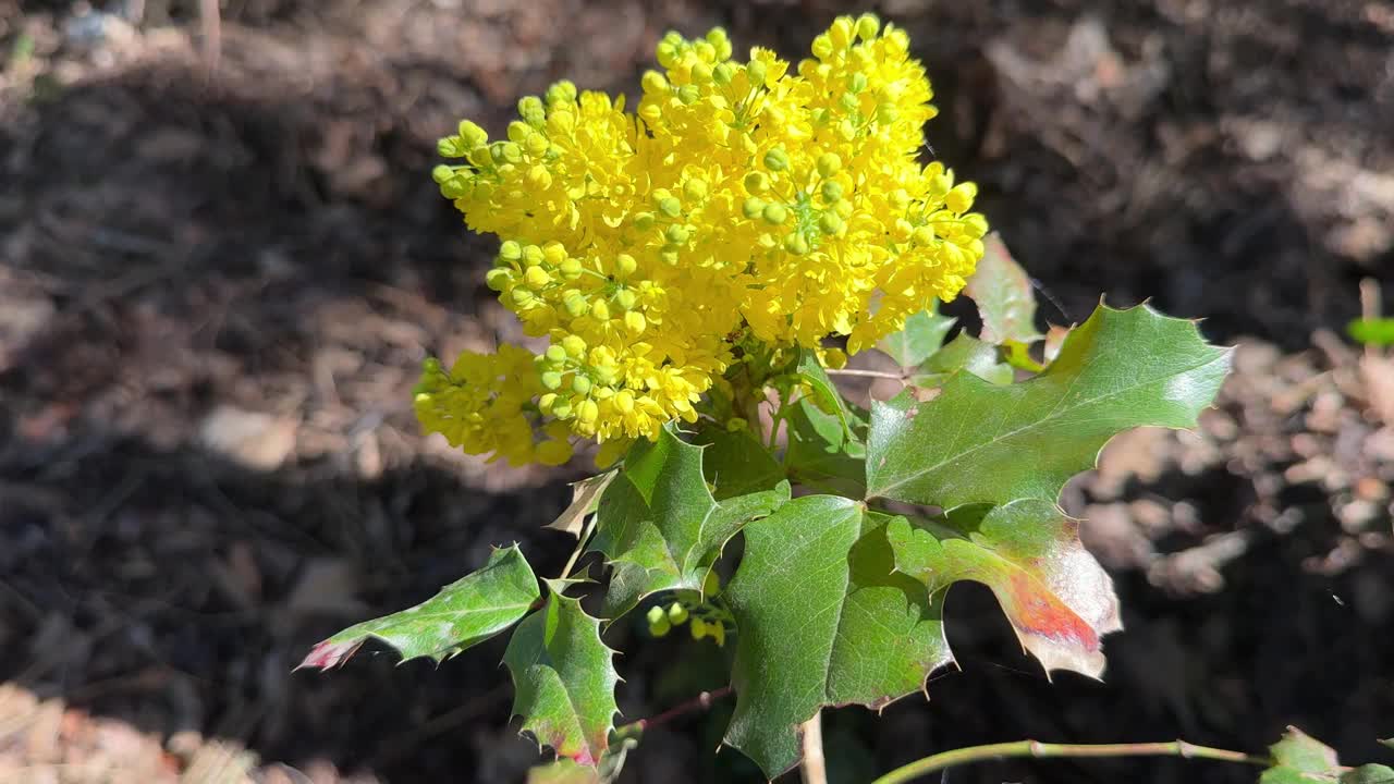 水仙花黄色，开花俄勒冈葡萄植物。视频素材