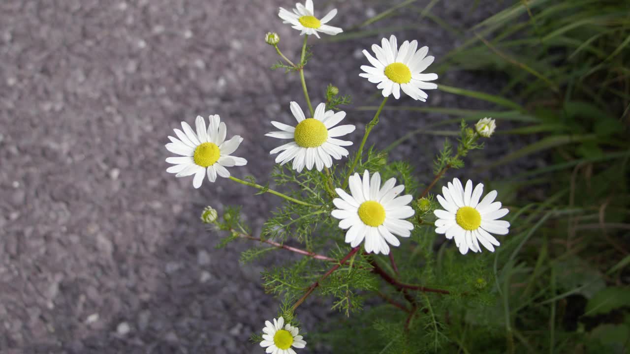 一朵小小的白色洋甘菊，特写视频。白色花瓣的花。视频素材