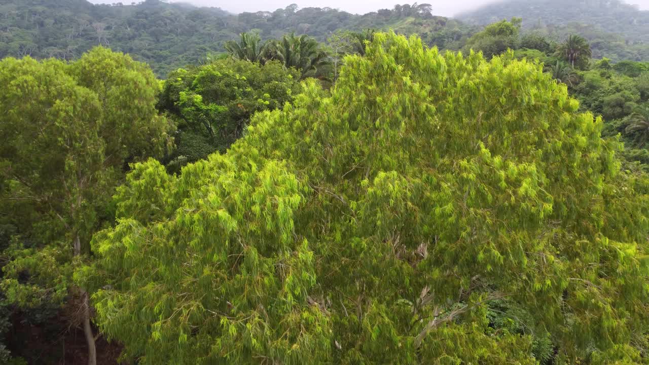 葱郁的树梢在哥伦比亚圣玛尔塔的微风中轻轻摇曳，背景是茂密的森林视频素材