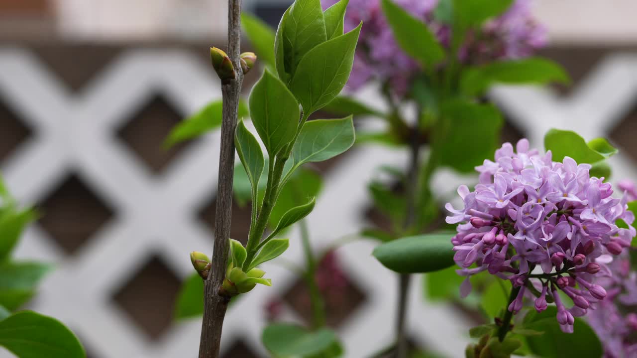 淡紫色的紫丁香花在白色的格子前很显眼。视频素材