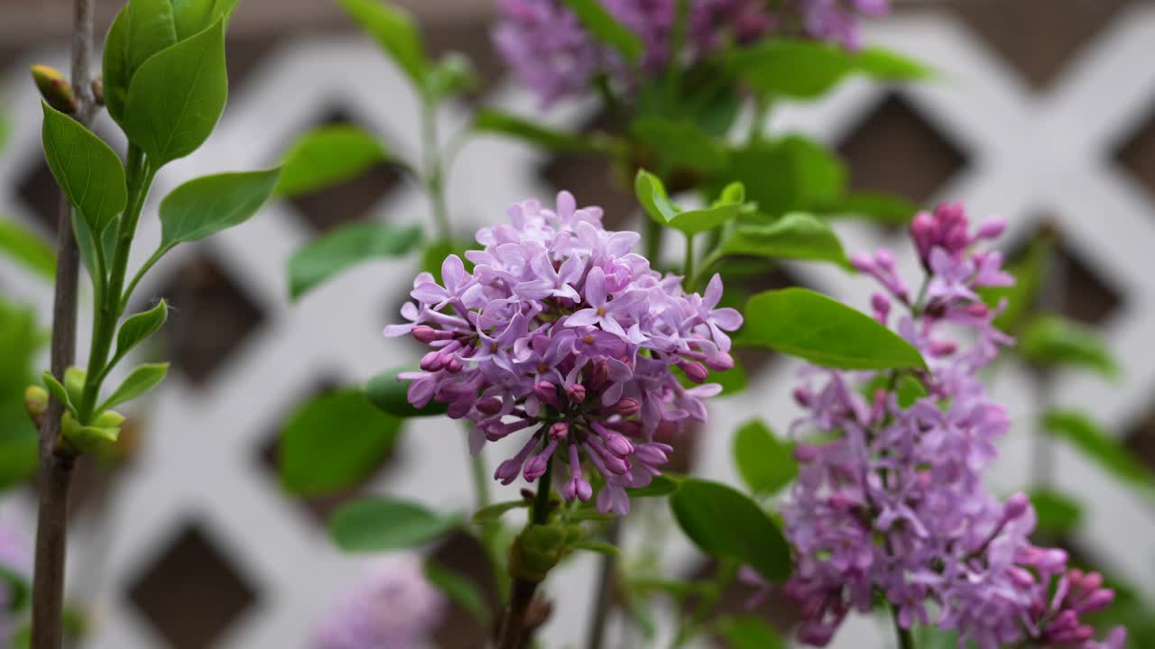 淡紫色的紫丁香花在白色的格子前很显眼。视频下载