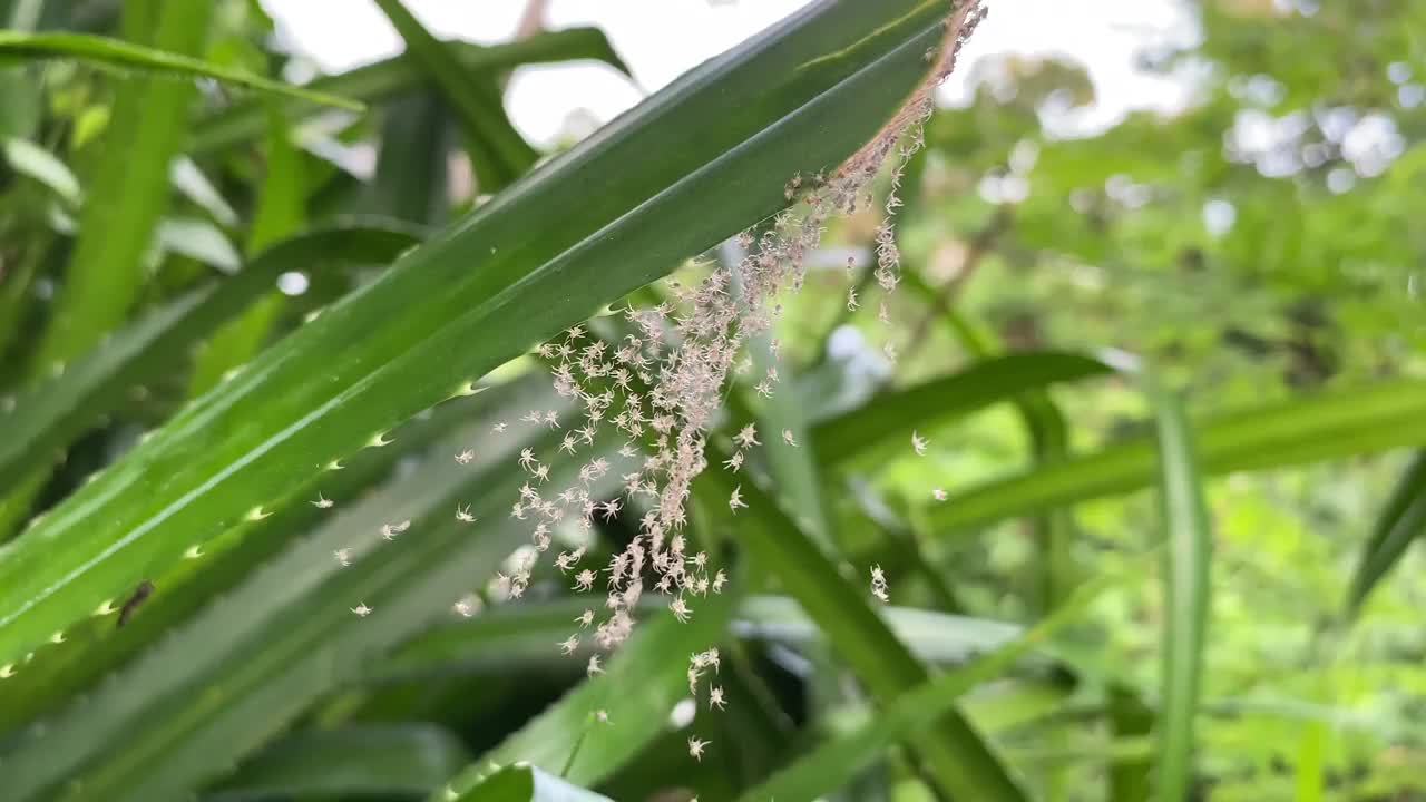 花园里有几百只刚孵出的小蜘蛛。孵化后的气球蜘蛛分散视频素材