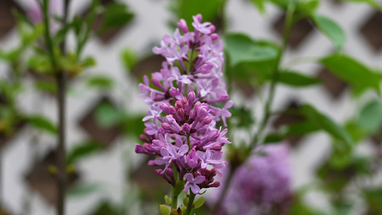 淡紫色的紫丁香花在白色的格子前很显眼。视频素材