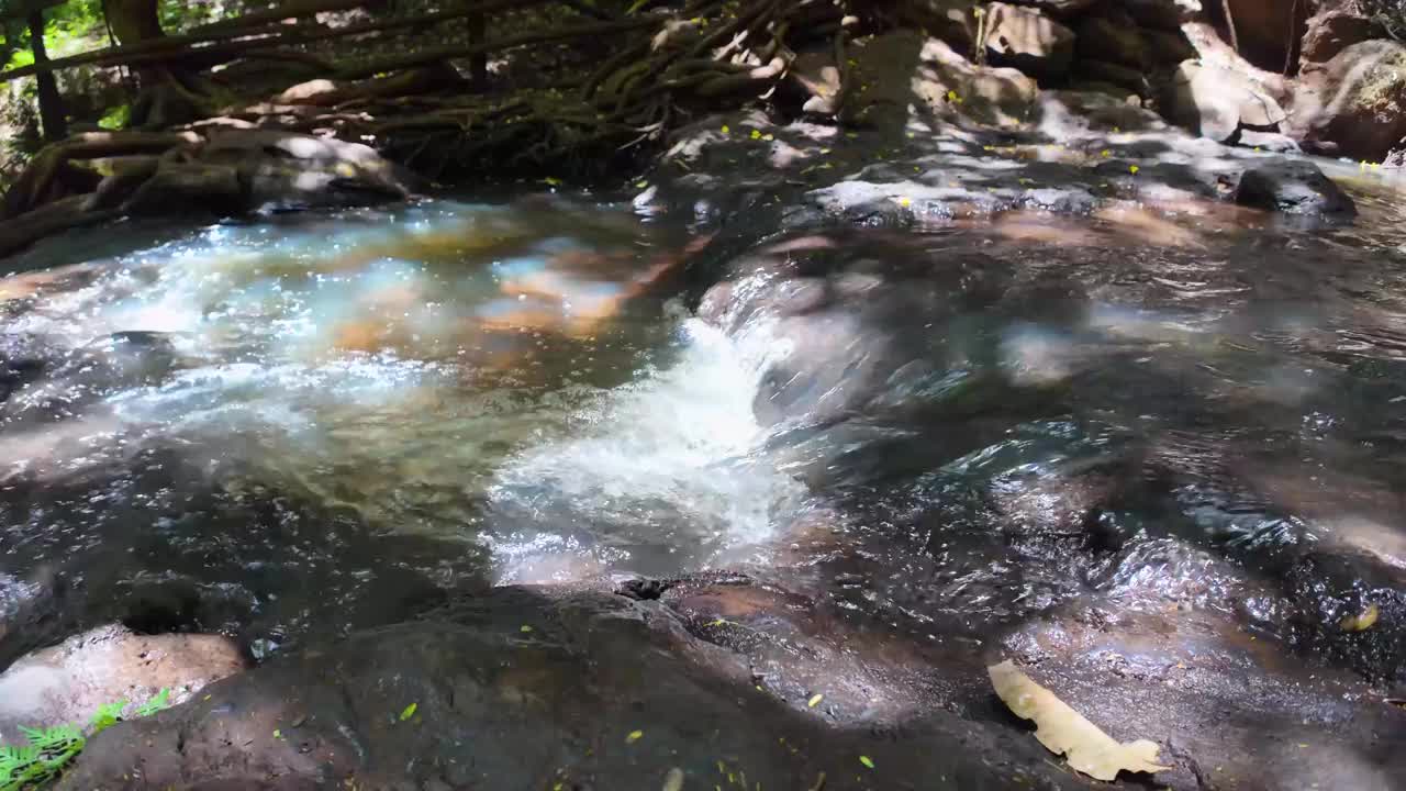 水在森林里流动视频素材