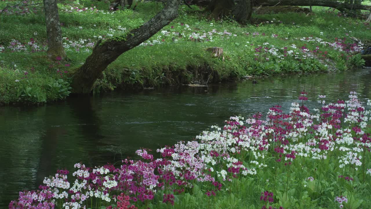 日本枥木县大国子河畔盛开的鲜花视频素材